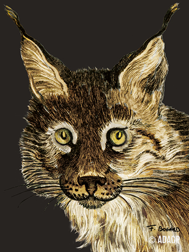 Lynx