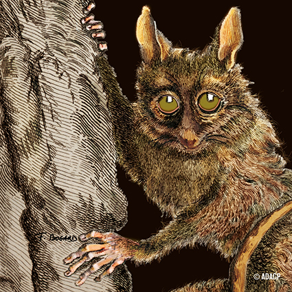 Tarsier